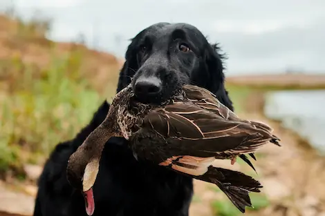 A black retriever holding a duck in its mouth
