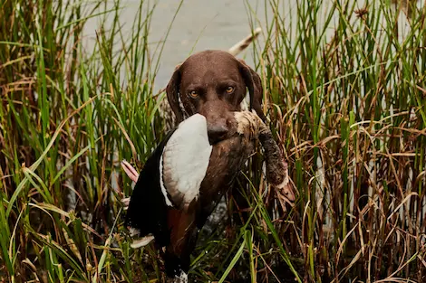 a German Short Haired pointer coming out of a lake holding a duck in its mouth