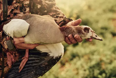 A close up image of a hunter holding an Egyptian Goose he shot on his Geese Hunting Trip