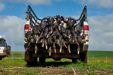 A truck bed loaded with Spur Geese that has been shot on a Geese hunting trip