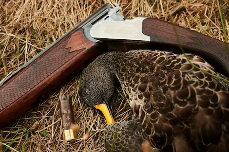 A close up image of a duck nestled next to a shotgun
