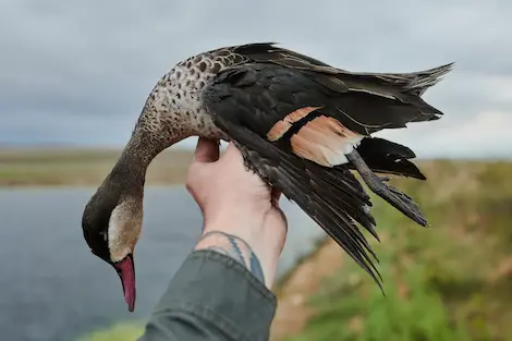 A close up image of a duck being held over a body of water