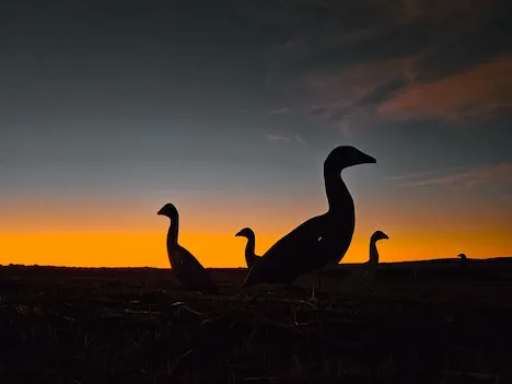 A silhouette photo of decoy geese in fornt of a sunset