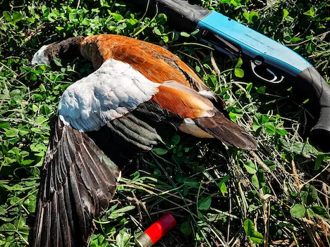 A clsoe up image of a duck nestled against a shotgun in the lush green grass