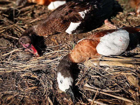 A close up image of two ducks layung on the ground that has been shot