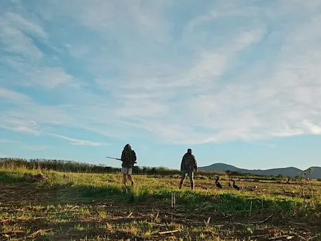 Two hunters walking over a field with shotguns