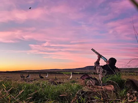 A hunter sitting in his blind holding his shotgun up in the air aiming at a flying duck